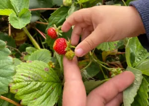 Zahrada Chaloupky — dítě sbírá jahody